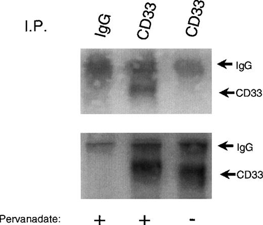 Fig. 1. Tyrosine phosphorylation of CD33. / U937 cells were treated with (lanes 1 and 2) or without (lane 3) the phosphatase inhibitor pervanadate, lysed in Triton X-100 lysis buffer, and immunoprecipitated with anti-CD33 (lanes 2 and 3) or control antibody (IgG, lane 1). Immunoprecipitates were blotted with anti-phosphotyrosine (upper panel). Parallel blots were immunoblotted with anti-CD33 (lower panel).