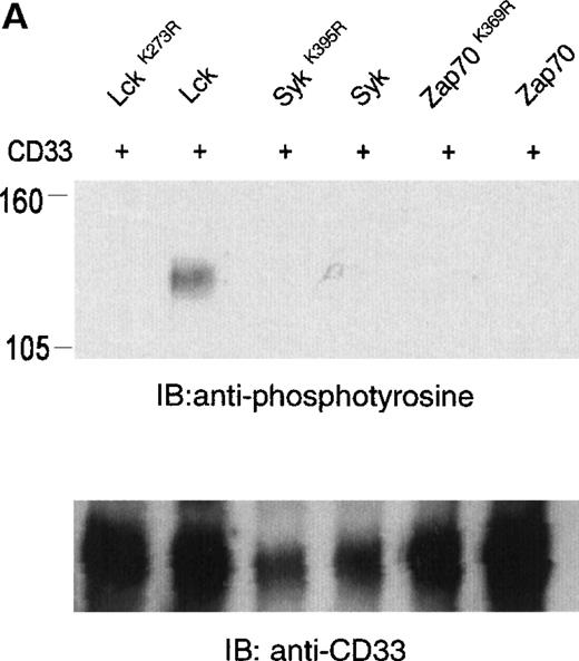 Fig. 2. Lck-mediated phosphorylation of CD33. / (A) 293T cells were transfected with Lck, kinase dead Lck (LckK273R), Syk, kinase dead Syk (SykK395R), Zap70 or kinase dead Zap70 (Zap70K369R), and wild-type CD33 cDNA. After 24 hours, cells were lysed, immunoprecipitated with anti-CD33, and immunoblotted with anti-phosphotyrosine antibody (upper panel). (B) 293T cells were transfected with the indicated CD33 cDNA and Lck kinase then analyzed as in A. In both cases, expression of CD33 was verified using flow cytometry (data not shown) and immunoblotting of parallel samples with anti-CD33 (lower panels).