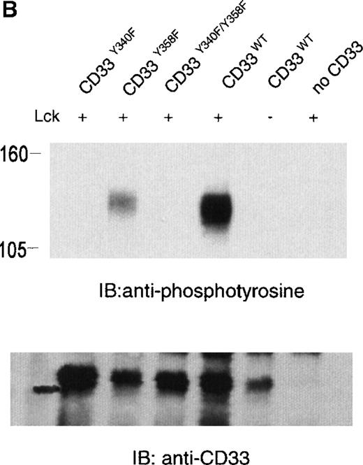 Fig. 2. Lck-mediated phosphorylation of CD33. / (A) 293T cells were transfected with Lck, kinase dead Lck (LckK273R), Syk, kinase dead Syk (SykK395R), Zap70 or kinase dead Zap70 (Zap70K369R), and wild-type CD33 cDNA. After 24 hours, cells were lysed, immunoprecipitated with anti-CD33, and immunoblotted with anti-phosphotyrosine antibody (upper panel). (B) 293T cells were transfected with the indicated CD33 cDNA and Lck kinase then analyzed as in A. In both cases, expression of CD33 was verified using flow cytometry (data not shown) and immunoblotting of parallel samples with anti-CD33 (lower panels).