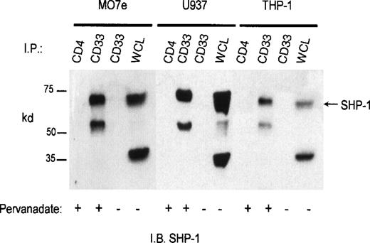 Fig. 3. Recruitment of SHP-1 phosphatase by CD33. / Mo7e, U937, and THP-1 cells (1 × 107/point) were treated with the phosphatase inhibitor pervanadate as indicated and lysed in Triton X-100 lysis buffer, and the cleared lysates immunoprecipitated with anti-CD33 or control antibody (CD4). The immunoprecipitates were blotted with SHP-1 antibody. WCL indicates the presence of SHP-1 in whole cell lysate (1 × 105cells).
