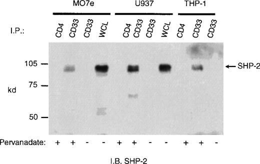 Fig. 4. Recruitment of SHP-2 phosphatase by CD33 in pervanadate treated cells. / Mo7e, U937, or THP-1 cells (1 × 107) were treated with the phosphatase inhibitor pervanadate, lysed, and immunoprecipitated as in Figure 3. The immunoprecipitates were blotted with anti-SHP-2.