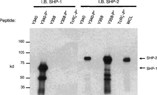 Fig. 5. Peptide capture of SHP-1 and SHP-2. / Biotinylated peptides spanning tyrosines Y340 or Y358 were linked to streptavidin sepharose beads and used to capture proteins from cell lysates of U937 (1 × 107). Precipitated proteins were blotted with antibodies to SHP-1 or SHP-2. Nonphosphorylated and phosphorylated peptides (denoted as −P*) spanning Y340, Y358, or control TcRζ phosphopeptide were used as indicated. WCL = whole cell lysate (1 × 105).