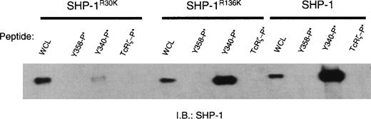 Fig. 6. The amino SH2 domain of SHP-1 binds Y340 of CD33. / SHP-1 or SHP-1 carrying point mutations within either the amino SH2 domain (SHP-1R30K) or carboxyl SH2 domain (SHP-1R136K) was expressed in 293T cells. Equal amounts of each isoform of SHP-1 was then incubated with phosphopeptide-loaded beads as defined in Figure 5. Bound SHP-1 was eluted with sample buffer and detected by immunoblot. WCL = whole cell lysate demonstrating equal availability of SHP-1.