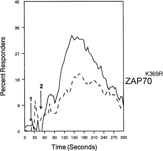 Fig. 8. SHP-1 mediates CD33-induced inhibition of Ca++ mobilization. / U937 cells were primed with IFNγ as above, infected with the indicated vaccinia virus, then loaded with calcium-sensitive dyes and stimulated with anti-CD64 and IgG (solid trace) or anti-CD64 and anti-CD33 (broken trace).