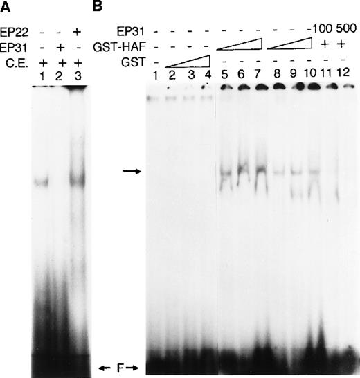 Fig. 1. Gel-shift assay with HAF protein. / The probe used was the region −45 to −61 bp (EP17) of the epo promoter. (A) Gel-shift assay using a crude extract from HAF recombinant lysogen. The crude extract (CE) (5 μg) was incubated with radiolabel led EP17 alone (lane 1), or in the presence of a 500-fold molar excess of the specific competitor EP31 (lane 2) or nonspecific competitor EP22 (lane 3). (B) Gel-shift assay with HAF GST-fusion protein. Increasing amounts (5, 10, and 20 μg) of GST protein (lanes 2-4) or HAF GST-fusion protein (lanes 5-10) were incubated with 100 ng of poly dI-dC (lanes 5-7), or 500 ng of poly dI-dC (lanes 2-4 and 8-10). Lanes 11 and 12 represent binding reactions with 10 μg of GST-fusion protein in the presence of 100- and 500-fold molar excess of the specific competitor EP31. Lane 1 represents the binding reaction with no protein. Each of these reactions was carried out in the presence of 2 μg of BSA as carrier protein. The arrow indicates the shifted complex. F is free probe.