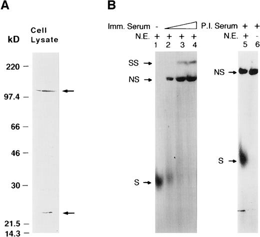 Fig. 2. Super-shift assay with HAF antibody and Hep3B nuclear extract. / (A) Western blot showing the specificity of HAF antibody utilized in the supershift assay. Arrows indicate the two proteins discussed in the text. (B) Increasing amounts (1, 5, and 10 μL) of anti-HAF serum were incubated with Hep3B nuclear proteins (5 μg) in the presence of the EP17 probe (lanes 2-4). Lane 1 is a control reaction with nuclear proteins alone. Control reactions with preimmune serum in the presence (lane 5) or absence (lane 6) of nuclear extract. Imm. Serum and P.I. Serum refers to immune and preimmune serum respectively, N.E. refers to nuclear extract. S, NS, and SS represent specific, nonspecific, and super-shifted complexes, respectively.