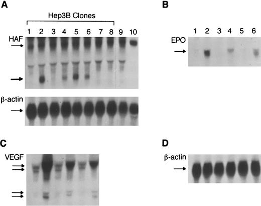 Fig. 3. Functional role of HAF in hypoxia-induced expression of the epo gene. / (A) Northern analysis of Hep3B clones expressing HAF-antisense RNA. Individual clones (1-8) stably transfected with either HAF cDNA in reverse orientation (lanes 1-7) or the vector alone (lane 8); lanes 9 and 10 represent controls with non-transfected Hep3B cells and NN10 cells. Total RNA was isolated, size fractionated and hybridized with the HAF cDNA probe. The thin arrow indicates the 2.6-kb HAF transcript. The thick arrow indicates the presence of the 0.7-kb HAF antisense-RNA in clones 2, 4, 5, and 6 but not in wild-type (clone 9) or clones transfected with vector alone (8). The bottom panel shows β-actin mRNA. (B) Effect of HAF-antisense-RNA on hypoxic induction of epo mRNA. Two clones (4 and 5 of panel A) expressing HAF antisense RNA (lanes 3-6), and a control clone (8 of panel A) (lanes 1 and 2) transfected with vector alone were exposed to hypoxia (2% O2) for 48 hours (lanes 2, 4, and 6), or under normal oxygenation (lanes 1, 3, and 5). The probe used was a monkey epo cDNA. The arrow indicates 1.4-kb epo mRNA. (C) Effect of HAF antisense RNA on hypoxia induced expression of VEGF mRNA. The membrane in panel B was stripped of the epo probe and hybridized to human VEGF cDNA. Arrows indicate different transcripts of VEGF. (D) The same membrane was stripped and rehybridized with mouse β-actin cDNA to control for loading differences.