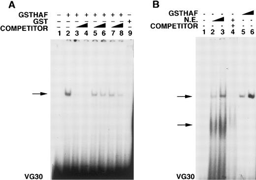 Fig. 4. Gel shift assay with VEGF UTR binding to HAF protein and nuclear proteins of Hep3B cells. / (A) Lane 1, probe alone (30 mer); lane 2, GST-HAF + probe; lanes 3, 4, self competition at 100 and 500 molar excess; lanes 5, 6, lack of competition with EP22 at 100 and 500 molar excess; lanes 7, 8, competition with EP17 at 100 and 500 molar excess; lane 9, GST only. (B) Lane 1, probe alone (30 mer); lane 2, 3, nuclear proteins (5 and 10 μg) + probe; lanes 4, self-competition at 100 fold molar excess using 10 μg nuclear proteins; lanes 5, 6, GST-HAF (2 and 5 μg) + probe. The bottom of the gel contains the VEGF 30 mer probe (VG30). The arrows indicate the specific complex.