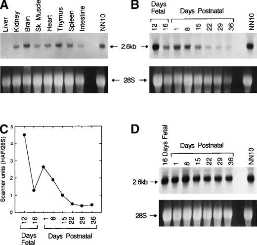Fig. 5. Northern analysis of HAF expression in different tissues and at different development stages in liver and kidney. / The probe used was 700 bp (nt 1-700) of HAF cDNA. Total RNA from NN10 cells was used as a positive control. (A) A 2.6-kb single transcript was identified in all the tissues indicated above each lane with the exception of the liver. The bottom panel shows ethidium bromide stained 28 S rRNA. (B) Expression of HAF in liver at indicated development ages. The bottom panel shows ethidium bromide stained 28 S RNA. (C) Quantitative analysis of panel B using densitometer scanning. Scanner units were normalized for 28 S RNA. (D) Expression of HAF in kidneys at different development stages. The arrow indicates 2.6-kb HAF mRNA in upper panel and 28 S rRNA in bottom panel.