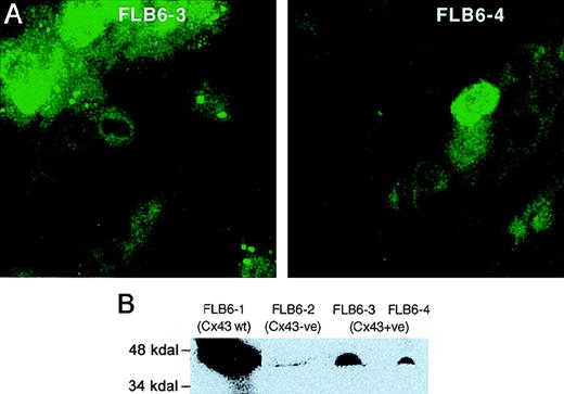 Fig. 3. CX43 expression in FL stromal cells. / (A) Cx43 expression in the cell lines Cx43+ (FLB6-3 and FLB6-4, from Cx43-KO mice in which the Cx43 gene has been reintroduced). Note that cells show a great variance in their protein expression. Note that the fluorescence (similarly as in Cx43-wt cells, see Figure 2) is distributed along the membrane and the perinuclear area. (B) Western blot analysis of FL stromal cells. FLB6-1 (Cx43-wt) was chosen as Cx43-highly expressing cell line for comparison with Cx43− cells (FLB6-2) showing some background and Cx43+ cell lines (FLB6-3 and FLB6-4, representing 23.7% and 9.1% of the band density of FLB6-1, after background subtraction—FLB6-2).