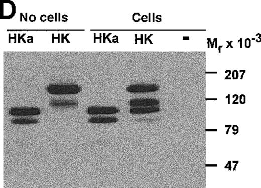 Fig. 4. Inhibition of uPA-induced cell adhesion by kininogen. / (A) uPA-induced U937 cell adhesion to VN was studied in the absence or presence of various concentrations of HK (open circles), HKa (filled circles), isolated domain 3 (filled triangles), domain 5 (open squares), or domain 6 (open triangles). (B) On a VN substrate, seeding of U937 cells together with uPA was performed in the absence (filled circles) and in the presence of 10 μg/mL HK (open circles) or 10 μg/mL HKa (filled squares), and the extent of cell adhesion was analyzed after various times as indicated. (C) After allowing the adhesion of U937 cells to VN in the presence of 50 nmol/L uPA for an incubation period of 90 minutes, 10 μg/mL HK (open circles), 10 μg/mL HKa (filled circles), or 100 nmol/L PAI-1 (open squares), respectively, was added, and the residual extent of cell adhesion was measured. Data are expressed as percentage of control, which is represented by the adhesion of cells in the absence of any stimulus or competitor. Data are mean ± SEM (n = 3) of a typical experiment; similar results were obtained in 3 separate experiments. (D) An adhesion assay with U937 myelomonocytic cells was performed in the absence (−) or presence of HK or HKa. After the incubation period for the adhesion assay (90 minutes), the supernatant was collected, centrifuged, and analyzed in a Western blot with the antibody HKH18, which is directed against domain 1 of kininogen and detects both HK and HKa. As a control, parallel wells without cells were incubated with the adhesion medium and HK or HKa. Molecular weight markers are indicated at the right margin. Similar results were observed in 3 separate experiments.