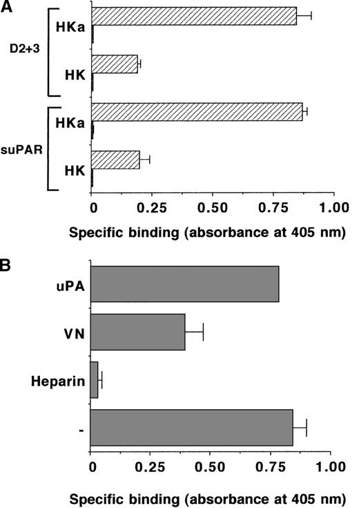 Fig. 6. Binding of HK or HKa to immobilized uPAR. / (A) The binding of HK or HKa (each 2 μg/mL) to immobilized suPAR or the truncated 2-domain uPAR (D2 + 3) (each 5 μg/mL) was studied in the absence (filled bars) or presence (hatched bars) of 50 μmol/L ZnCl2. Specific binding is shown as absorbance at 405 nm. Data are mean ± SEM (n = 3) of a typical experiment, and similar results were obtained in 3 separate experiments. (B) The binding of 2 μg/mL HKa together with 50 μmol/L ZnCl2 to immobilized suPAR was studied in the absence (−) or presence of 10 μg/mL heparin, 20 μg/mL VN, or 50 nmol/L uPA. Specific binding is expressed as absorbance at 405 nm. Data represent mean ± SEM (n = 3) of a typical experiment, and similar results were obtained in 3 separate experiments.