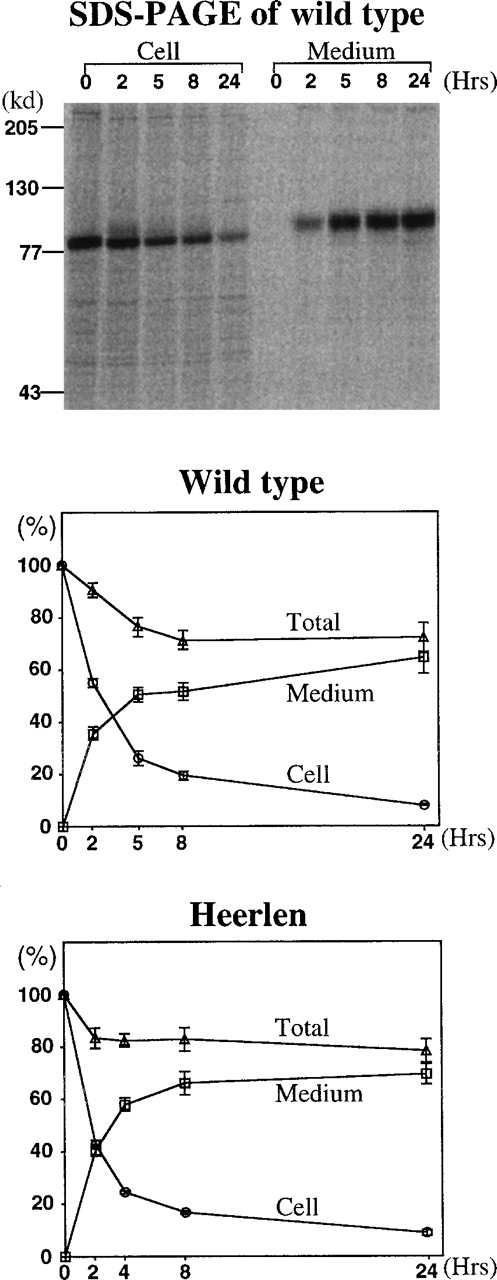 Fig. 2. Expression of wild-type protein S and protein S Heerlen. / Quantitative analysis of pulse-chase experiments using transient expression in COS-1 cells. Radiolabeled protein S in the media and cell lysates were immunoprecipitated and electrophoresed on 7.5% SDS-PAGE. The radioactivity of the protein S bands in the dried gels was analyzed with a Phospho Imager. The amount of radioactive protein S present in the cell lysates at the beginning of each individual experiment (0 hours) was assigned a value of 100%. Cell indicates the amount of radioactive protein S in cell lysates (○); medium, amount of radioactive protein S in media (□); and total, the sum of protein S in cell and medium (▵). The means ± SEM of 4 independent experiments are shown.