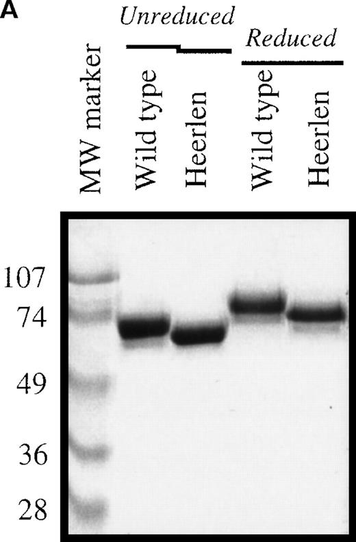 Fig. 3. Electrophoretic characterization of protein S and binding to C4BP. / (A) The purified wild-type protein S and protein S Heerlen (5 μg/well) were run on 10% SDS-PAGE gels under unreduced and reduced conditions and were visualized with the use of Coomassie Brilliant Blue stain. (B) Binding of wild-type protein S and protein S Heerlen to immobilized C4BP. Purified C4BP was immobilized in microtiter plates. Following the binding of the protein S to the C4BP, the monoclonal antibody (HPS 54) was used to detect the bound protein S. A value of 100% is assigned for the maximum absorbance of wild-type protein S. Means ± SEM of 3 independent experiments performed in duplicate are shown.