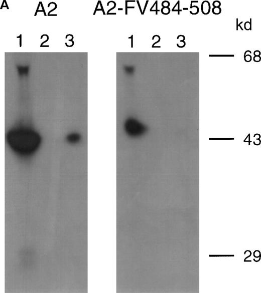 Fig. 1. Characterization of antibodies in patient plasma. / (A) Binding of antibodies to radiolabeled recombinant factor VIII fragments corresponding to the A2 domain (A2) and an A2 domain in which residues Arg484–Ile508 were replaced for the corresponding sequence of factor V (A2-FV484-508) was assessed by immunoprecipitation analysis. Lane 1, positive control (CLB–CAg 9); lane 2, negative control (normal plasma); lane 3, plasma of patient AMC-67. Molecular weight markers (in kd) are indicated at the right. (B) Neutralization of factor VIII inhibitory activity by recombinant factor VIII fragments. Inhibitor plasma was diluted to a final concentration of 2 BU/mL, corresponding to 25% of residual factor VIII activity. Samples were incubated for 2 hours at 37°C in the presence of increasing concentrations A2 domain (•) and A2-FV484-508 (□). After incubation for 1 additional hour at 37°C in the presence of normal plasma, residual factor VIII activity was determined relative to a sample that was incubated in the absence of an inhibitor.