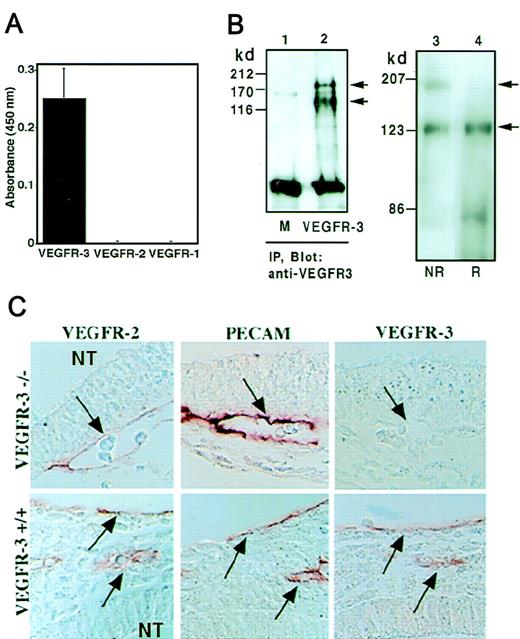 Fig. 1. Specificity of AFL4. (A) AFL-4 binding to VEGFR-1-Fc, VEGFR-2-Fc, or VEGFR-3-Fc was analyzed by ELISA. The absorbance at 450 nm is depicted. Each bar represents the mean ± SEM of triplicate assays. (B) Cell lysates from the 293 cell line transiently transfected with murine VEGFR-3 DNA (lane 2) or mock transfected (lane 1, M) were precipitated with AFL4 and immunoblotted with the same antibody. (IP, immunoprecipitation.) Two bands of 195- and 125-kd proteins were detected in lane 2 under reducing conditions. Through immunoblotting of the cell lysates from the murine EC line F2 with anti-VEGFR-3 mAb, 2 bands were detected in nonreducing conditions (NR), whereas only a 125-kd band was seen under reducing conditions (R) (lanes 3, 4). Arrows denote the positions of the unprocessed 195-kd form and the proteolytically processed 125-kd form of VEGFR-3. (C) Specificity of AFL4 in tissue sections. Sagittal sections were prepared from embryonic day 9.5 VEGFR-3−/− or VEGFR-3+/+ embryos and stained with AFL4, anti-PECAM-1 mAb, and anti-VEGFR-2 mAb. Arrows indicate blood vessels in the mesenchymal region around the neural tube (NT). Note that all PECAM-1+cells are also VEGFR-2+ and VEGFR-3+ at this stage of embryonic development.