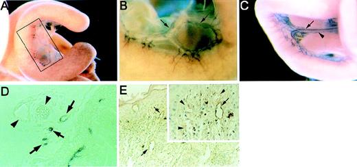 Fig. 3. Lymphatic-specific expression of VEGFR-3 in embryonic day 17 (E17) embryos and adult dermis. / (A) Whole-mount staining of the mesentery of E17 embryos by AFL4. A fraction of vascular system is stained. (B) Higher magnification of the marked area in panel A demonstrates that lymphatic vessels with typical sac-like structure are stained (arrows). (C) PECAM-1 staining of the same region shows that blood vessels (arrow) and lymphatic vessels (arrowhead) are stained. (D) A section of the E17 mesentery illustrating stained endothelial vessel (arrow) and an unstained blood vessel (arrowhead) (×200). Note that all stained vessels do not contain hematopoietic cells. (E) A section of an adult skin illustrates VEGFR-3+ (arrows) and VEGFR-3− vessels (×100). Higher magnification (inset, ×200) reveals that VEGFR-3+ vessels (arrows) do not contain hematopoietic cells, whereas unstained blood vessels do (arrowheads).