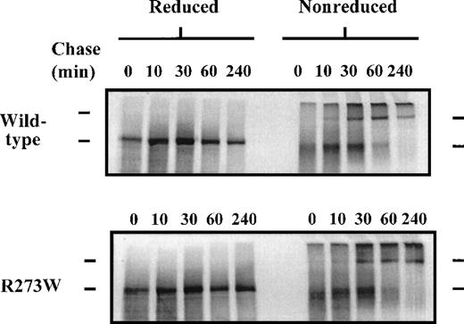 Fig. 4. Pulse-chase analysis of dimerization of rVWFR273W in COS-7 cells. / COS-7 cells were transfected with the appropriate plasmid DNA and pulse-chased as in Figure 3. Radiolabeled cell lysates were immunoprecipitated with a rabbit polyclonal antiserum to VWF. Immunoprecipitates were divided into 2 aliquots, then separated by electrophoresis on 6% reducing and nonreducing SDS-polyacrylamide gels. Upper bar denotes the position of pro-VWF dimers, lower bar denotes the position of pro-VWF monomers.