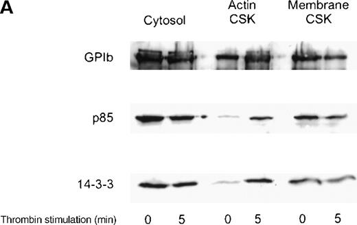 Fig. 1. Activation-dependent translocation of PI 3-kinase, GP Ib, and 14-3-3 to the cytoskeleton. / Washed platelets were stimulated with thrombin (1 U/mL) (A) or vWF and botrocetin (C) for the indicated times. Triton-soluble cytosol (Cytosol), actin cytoskeletal (actin CSK), and membrane cytoskeletal (membrane CSK) fractions were isolated. Thirty microliters of each fraction was analyzed by SDS-PAGE and immunoblot analysis using antibodies to glycocalicin (GP Ib), the p85 subunit of PI 3-kinase (p85), or 14-3-3ζ. (B) Platelets were stimulated with thrombin (1 U/mL), with or without stirring, or were preincubated with 2 mmol/L RGDS for 10 minutes before thrombin stimulation for 0, 3, or 5 minutes. Thirty microliters of the cytosolic or actin cytoskeletal fractions was analyzed by SDS-PAGE and by immunoblot analysis using antibodies to p85 or 14-3-3ζ. This figure is representative of 3 similar experiments.