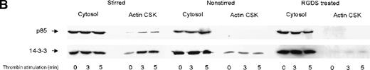 Fig. 1. Activation-dependent translocation of PI 3-kinase, GP Ib, and 14-3-3 to the cytoskeleton. / Washed platelets were stimulated with thrombin (1 U/mL) (A) or vWF and botrocetin (C) for the indicated times. Triton-soluble cytosol (Cytosol), actin cytoskeletal (actin CSK), and membrane cytoskeletal (membrane CSK) fractions were isolated. Thirty microliters of each fraction was analyzed by SDS-PAGE and immunoblot analysis using antibodies to glycocalicin (GP Ib), the p85 subunit of PI 3-kinase (p85), or 14-3-3ζ. (B) Platelets were stimulated with thrombin (1 U/mL), with or without stirring, or were preincubated with 2 mmol/L RGDS for 10 minutes before thrombin stimulation for 0, 3, or 5 minutes. Thirty microliters of the cytosolic or actin cytoskeletal fractions was analyzed by SDS-PAGE and by immunoblot analysis using antibodies to p85 or 14-3-3ζ. This figure is representative of 3 similar experiments.