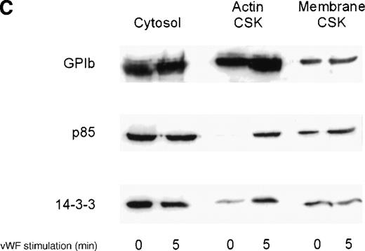 Fig. 1. Activation-dependent translocation of PI 3-kinase, GP Ib, and 14-3-3 to the cytoskeleton. / Washed platelets were stimulated with thrombin (1 U/mL) (A) or vWF and botrocetin (C) for the indicated times. Triton-soluble cytosol (Cytosol), actin cytoskeletal (actin CSK), and membrane cytoskeletal (membrane CSK) fractions were isolated. Thirty microliters of each fraction was analyzed by SDS-PAGE and immunoblot analysis using antibodies to glycocalicin (GP Ib), the p85 subunit of PI 3-kinase (p85), or 14-3-3ζ. (B) Platelets were stimulated with thrombin (1 U/mL), with or without stirring, or were preincubated with 2 mmol/L RGDS for 10 minutes before thrombin stimulation for 0, 3, or 5 minutes. Thirty microliters of the cytosolic or actin cytoskeletal fractions was analyzed by SDS-PAGE and by immunoblot analysis using antibodies to p85 or 14-3-3ζ. This figure is representative of 3 similar experiments.