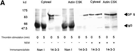 Fig. 2. Association of 14-3-3 with GP Ib-IX complex. / One milliliter cytosol or the RIPA-extracted actin cytoskeletal (actin CSK) fraction from resting, thrombin-activated (1 U/mL) (A), or vWF- and botrocetin-activated platelets (B) was immunoprecipitated using 5 μL 14-3-3ζ antibody or nonimmune sera (Non I) (5 μL) and was immunoblotted using antibodies to the extracellular domain of GP Ib (anti-glycocalicin). As indicated, in some experiments the platelet subcellular fractions were preincubated with 1 mmol/LN-ethylmaleimide (NEM) to displace actin-binding protein. This figure is representative of 5 similar experiments.