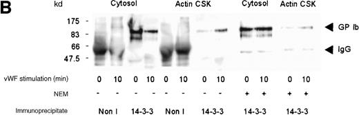 Fig. 2. Association of 14-3-3 with GP Ib-IX complex. / One milliliter cytosol or the RIPA-extracted actin cytoskeletal (actin CSK) fraction from resting, thrombin-activated (1 U/mL) (A), or vWF- and botrocetin-activated platelets (B) was immunoprecipitated using 5 μL 14-3-3ζ antibody or nonimmune sera (Non I) (5 μL) and was immunoblotted using antibodies to the extracellular domain of GP Ib (anti-glycocalicin). As indicated, in some experiments the platelet subcellular fractions were preincubated with 1 mmol/LN-ethylmaleimide (NEM) to displace actin-binding protein. This figure is representative of 5 similar experiments.