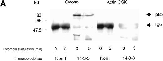 Fig. 3. Association of p85 with 14-3-3. / (A) One milliliter cytosol or the RIPA-extracted actin-cytoskeletal (actin CSK) fraction derived from resting or thrombin-stimulated platelets (2 × 109/mL) was immunoprecipitated using the antibody to 14-3-3ζ (5 μL) or nonimmune sera (Non I) (5 μL) and immunoblotted using antibodies to the p85 subunit of PI 3-kinase. This figure is representative of 3 similar experiments. (B) One milliliter cytosol or the RIPA-extracted actin cytoskeletal (actin CSK) fraction derived from resting or vWF-stimulated platelets (2 × 109/mL) was immunoprecipitated using antibody to 14-3-3ζ (5 μL) and immunoblotted using antibody to either GP Ib or the p85 subunit of PI 3-kinase. This figure is representative of 3 similar experiments.