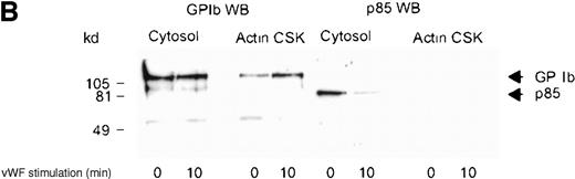 Fig. 3. Association of p85 with 14-3-3. / (A) One milliliter cytosol or the RIPA-extracted actin-cytoskeletal (actin CSK) fraction derived from resting or thrombin-stimulated platelets (2 × 109/mL) was immunoprecipitated using the antibody to 14-3-3ζ (5 μL) or nonimmune sera (Non I) (5 μL) and immunoblotted using antibodies to the p85 subunit of PI 3-kinase. This figure is representative of 3 similar experiments. (B) One milliliter cytosol or the RIPA-extracted actin cytoskeletal (actin CSK) fraction derived from resting or vWF-stimulated platelets (2 × 109/mL) was immunoprecipitated using antibody to 14-3-3ζ (5 μL) and immunoblotted using antibody to either GP Ib or the p85 subunit of PI 3-kinase. This figure is representative of 3 similar experiments.