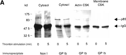 Fig. 4. Association of p85 with GP Ib. / (A) One milliliter cytosol, actin cytoskeletal (actin CSK), or membrane cytoskeletal (membrane CSK) platelet subcellular fractions from thrombin-stimulated platelets (2 × 109/mL platelets) or (B) vWF- and botrocetin-stimulated platelets were immunoprecipitated using 5 μL anti-glycocalicin antibody or nonimmune sera (Non I) (5 μL) and immunoblotted using antibody to the p85 subunit of PI 3-kinase. This figure is representative of 4 similar experiments.