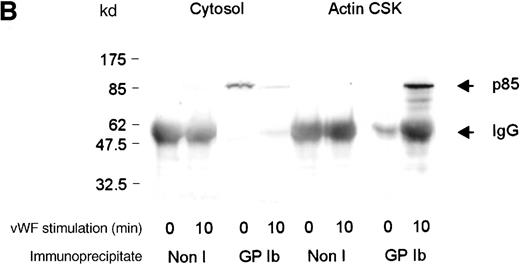 Fig. 4. Association of p85 with GP Ib. / (A) One milliliter cytosol, actin cytoskeletal (actin CSK), or membrane cytoskeletal (membrane CSK) platelet subcellular fractions from thrombin-stimulated platelets (2 × 109/mL platelets) or (B) vWF- and botrocetin-stimulated platelets were immunoprecipitated using 5 μL anti-glycocalicin antibody or nonimmune sera (Non I) (5 μL) and immunoblotted using antibody to the p85 subunit of PI 3-kinase. This figure is representative of 4 similar experiments.