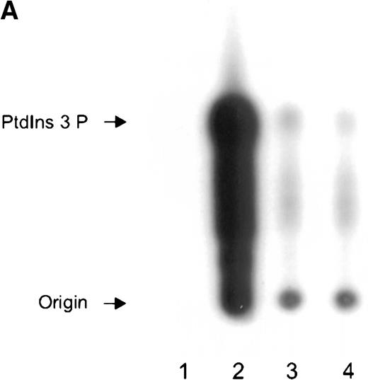 Fig. 5. Immunoprecipitation of PI 3-kinase activity with 14-3-3 or GP Ib from platelet cytosol. / (A) Six hundred microliters of human platelet cytosol (5 mg/mL) was immunoprecipitated using 5 μL nonimmune, anti-p85, anti–14-3-3ζ, or antiglycocalicin antiserum, captured on protein A–Sepharose, and washed, and PI 3-kinase activity was determined using PtdIns as a substrate as described in “Materials and methods.” (B) The PtdIns 3-P formed in immunoprecipitates of nonstimulated platelet Triton-soluble cytosolic fractions using the indicated antibodies was expressed as a percentage of that observed in p85 immunoprecipitates (IP). Values represent the mean ± SD of 4 experiments. (C) Platelets were stimulated for 5 minutes with thrombin (1 U/mL), and PI 3-kinase assays were performed on washed immunoprecipitates using the indicated antibodies. The decrease in enzyme activity is expressed as a percentage relative to that observed in nonstimulated immunoprecipitates using the same antibody. Values represent mean ± SD of 4 experiments.