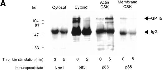 Fig. 6. Association of GP Ib with p85 in the actin cytoskeleton. / (A) One milliliter cytosol, actin cytoskeletal (actin CSK), or membrane cytoskeletal (membrane CSK) platelet subcellular fractions from thrombin-stimulated platelets or (B) botrocetin- and vWF-stimulated platelets was immunoprecipitated using 5 μL p85 antiserum or 5 μL nonimmune sera (Non I) and was immunoblotted using antiglycocalicin antibody. These figures are representative of 4 similar experiments.