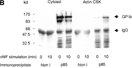 Fig. 6. Association of GP Ib with p85 in the actin cytoskeleton. / (A) One milliliter cytosol, actin cytoskeletal (actin CSK), or membrane cytoskeletal (membrane CSK) platelet subcellular fractions from thrombin-stimulated platelets or (B) botrocetin- and vWF-stimulated platelets was immunoprecipitated using 5 μL p85 antiserum or 5 μL nonimmune sera (Non I) and was immunoblotted using antiglycocalicin antibody. These figures are representative of 4 similar experiments.