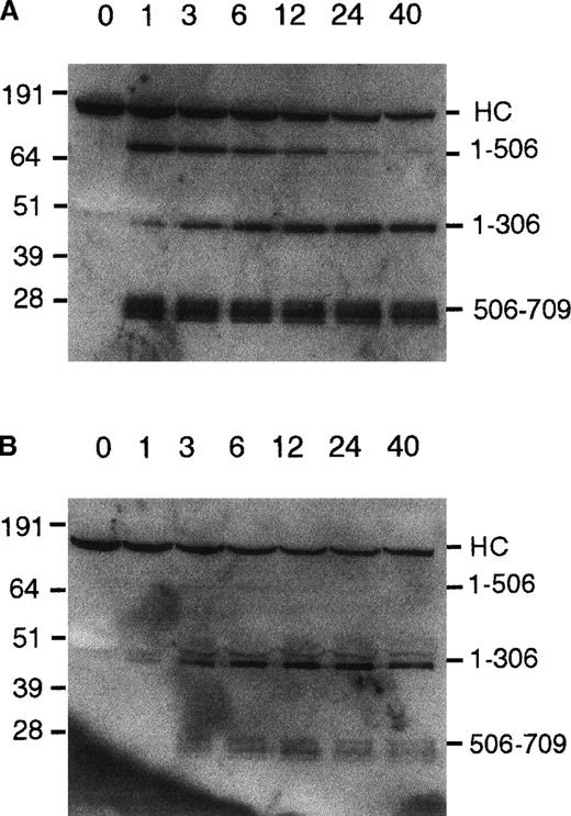 Fig. 5. Western blot of FVa inactivation by wild-type APC and 306-314AAAA-APC. / (A) Wild-type APC, 200 pmol/L. (B) 306-314AAAA-APC, 2 nmol/L. FVa at a concentration of 20 nmol/L was incubated in 50 mmol/L HEPES, pH 7.4, 100 mmol/L NaCl, 5 mmol/L CaCl2, 0.1 mmol/L MnCl2, 0.1% BSA with 25 μmol/L phospholipid vesicles. APC was added and aliquots were removed at 1 through 40 minutes. The Western blot was developed as described in “Materials and methods.” Molecular weight standards are indicated on the left in kilodalton units. On the right fragments of the FVa heavy chain are labeled. HC = intact FVa heavy chain.