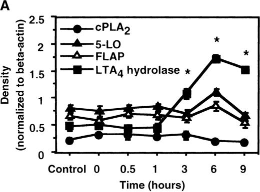 Fig. 2. The effect of IL-4 on mRNA expression for cPLA2, 5-LO, FLAP, and LTA4 hydrolase. / (A) Time-course study. After PMNs were incubated with 10 ng/mL of IL-4 for various periods of time, total RNA was isolated, and RT-PCR for cPLA2, 5-LO, FLAP, and LTA4hydrolase was performed as described in “Materials and methods.” The densities were measured and normalized by beta-actin. Results were shown as mean ± SEM (n = 4). *P < .05 versus control. (B) Dose-response study. After PMNs were incubated with various concentrations of IL-4 for 6 hours, total RNA was isolated, and RT-PCR for cPLA2, 5-LO, FLAP, and LTA4 hydrolase was performed.
