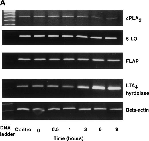 Fig. 3. The effect of IL-4 on mRNA expression for cPLA2, 5-LO, FLAP, and LTA4 hydrolase. / (A) Representative data of time-course study. Each lane indicates control, 0, 0.5, 1, 3, 6, and 9 hours' incubation with IL-4 (10 ng/mL). (B) Representative data of dose-response study. Each lane indicates incubation with IL-4 at 0, 0.1, 1, 10, and 100 ng/mL for 6 hours.
