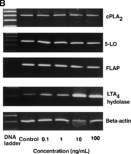 Fig. 3. The effect of IL-4 on mRNA expression for cPLA2, 5-LO, FLAP, and LTA4 hydrolase. / (A) Representative data of time-course study. Each lane indicates control, 0, 0.5, 1, 3, 6, and 9 hours' incubation with IL-4 (10 ng/mL). (B) Representative data of dose-response study. Each lane indicates incubation with IL-4 at 0, 0.1, 1, 10, and 100 ng/mL for 6 hours.