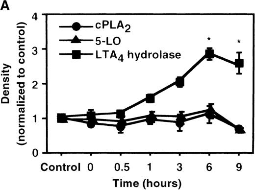 Fig. 4. The effect of IL-4 on protein expression of cPLA2, 5-LO, and LTA4 hydrolase. / (A) Time-course study. After PMNs were incubated with 10 ng/mL of IL-4 for various periods of time, the cell lysates were prepared and applied (20 μg protein) on 8% SDS-PAGE and electro-transferred onto nitrocellulose membrane. Western blot analysis was performed with anti-cPLA2, 5-LO, or LTA4 hydrolase antibodies as described in “Materials and methods.” The densities were measured and normalized by control values that were expressed as 1.0. Results were shown as mean ± SEM (n = 4). *P < .05 versus control. (B) Dose-response study. After PMNs were incubated with various concentrations of IL-4 for 6 hours, the cell lysates were applied on SDS-PAGE. Results are shown as mean ± SEM (n = 4). *P < .05 versus control.