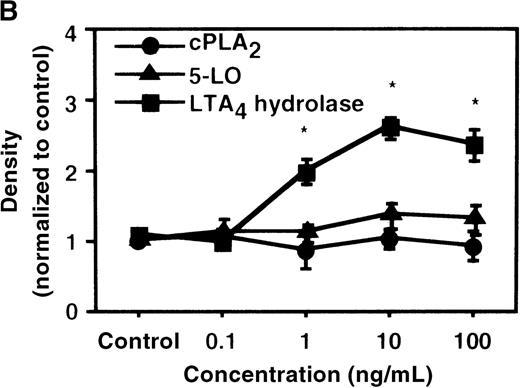 Fig. 4. The effect of IL-4 on protein expression of cPLA2, 5-LO, and LTA4 hydrolase. / (A) Time-course study. After PMNs were incubated with 10 ng/mL of IL-4 for various periods of time, the cell lysates were prepared and applied (20 μg protein) on 8% SDS-PAGE and electro-transferred onto nitrocellulose membrane. Western blot analysis was performed with anti-cPLA2, 5-LO, or LTA4 hydrolase antibodies as described in “Materials and methods.” The densities were measured and normalized by control values that were expressed as 1.0. Results were shown as mean ± SEM (n = 4). *P < .05 versus control. (B) Dose-response study. After PMNs were incubated with various concentrations of IL-4 for 6 hours, the cell lysates were applied on SDS-PAGE. Results are shown as mean ± SEM (n = 4). *P < .05 versus control.