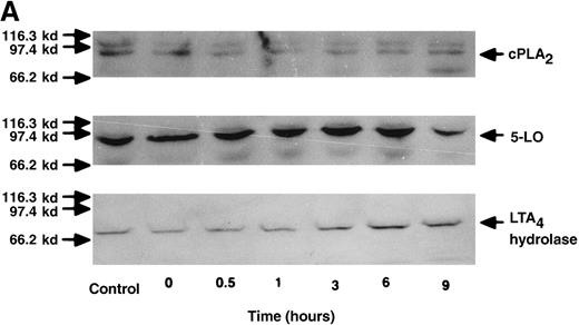 Fig. 5. The effect of IL-4 on protein expression of cPLA2, 5-LO, and LTA4 hydrolase. / (A) Representative data of time-course study. Each lane indicates control, 0, 0.5, 1, 3, 6, and 9 hours' incubation with IL-4 (10 ng/mL). The positions of molecular marker proteins (left side) and standards (right sides) are indicated by arrows. (B) Representative data of dose-response study. Each lane indicates incubation with IL-4 at 0, 0.1, 1, 10, and 100 ng/mL for 6 hours.