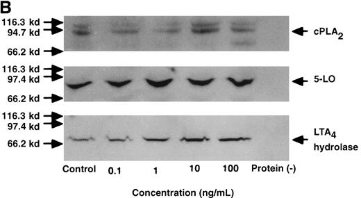 Fig. 5. The effect of IL-4 on protein expression of cPLA2, 5-LO, and LTA4 hydrolase. / (A) Representative data of time-course study. Each lane indicates control, 0, 0.5, 1, 3, 6, and 9 hours' incubation with IL-4 (10 ng/mL). The positions of molecular marker proteins (left side) and standards (right sides) are indicated by arrows. (B) Representative data of dose-response study. Each lane indicates incubation with IL-4 at 0, 0.1, 1, 10, and 100 ng/mL for 6 hours.