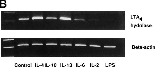 Fig. 7. Effect of IL-4, IL-10, IL-13, IL-6, IL-2, and LPS. / (A) Effect of IL-4, IL-10, IL-13, IL-6, IL-2, and LPS on A23187-stimulated production of LTB4. PMNs were incubated with IL-4 (10 ng/mL), IL-10 (100 ng/mL), IL-13 (100 ng/mL), IL-6 (100 ng/mL), IL-2 (10 ng/mL), or LPS (100 ng/mL) for 6 hours. A23187-stimulated LTB4 production was measured by RIA as described in “Materials and methods.” Data represent mean ± SEM (n = 4). *P < .05 versus control. (B) Effect of IL-4, IL-10, IL-13, IL-6, IL-2, and LPS on mRNA expression for LTA4 hydrolase. After PMNs were incubated with IL-4 (10 ng/mL), IL-10 (100 ng/mL), IL-13 (100 ng/mL), IL-6 (100 ng/mL), IL-2 (10 ng/mL), or LPS (100 ng/mL) for 6 hours, total RNA was isolated and RT-PCR for LTA4 hydrolase was performed as described in “Materials and methods.” (C) Northern blot analysis for LTA4 hydrolase. After PMNs were incubated with IL-4 (10 ng/mL), IL-10 (100 ng/mL), IL-13 (100 ng/mL), or LPS (100 ng/mL) for 6 hours, total RNA was isolated and Northern blot analysis for LTA4 hydrolase was performed as described in “Materials and methods.” The same membrane was rehybridized with a human beta-actin probe as a control. The positions of marker RNA are indicated by arrows. (D) Effect of IL-4, IL-10, IL-13, IL-6, IL-2, and LPS on protein expression of LTA4 hydrolase. PMNs were incubated with IL-4 (10 ng/mL), IL-10 (100 ng/mL), IL-13 (100 ng/mL), IL-6 (100 ng/mL), IL-2 (10 ng/mL), or LPS (100 ng/mL) for 6 hours. The cell lysates were prepared. Equal amount of protein (20 μg) were applied on 8% SDS-PAGE and electro-transferred onto nitrocellulose membrane. Western blot analysis was performed with anti-cPLA2, anti-5-LO, or anti-LTA4 hydrolase antibody as described in “Materials and methods.” The positions of molecular marker proteins are indicated by arrows. (E) Effect of IL-4, IL-10, IL-13, IL-6, IL-2, and LPS on LTA4 hydrolase activity. After PMNs were incubated with IL-4 (10 ng/mL), IL-10 (100 ng/mL), IL-13 (100 ng/mL), IL-6 (100 ng/mL), IL-2 (10 ng/mL), or LPS (100 ng/mL) for 6 hours, the cell lysates were prepared and incubated with LTA4 at 37°C for 5 minutes. The supernatant was recovered, and the concentration of LTB4 was measured by HPLC as described in “Materials and methods.” Data represent mean ± SEM (n = 4). *P < .05 versus control.