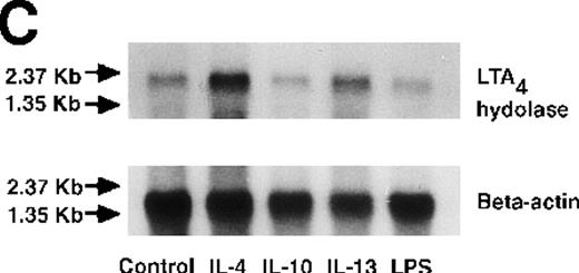 Fig. 7. Effect of IL-4, IL-10, IL-13, IL-6, IL-2, and LPS. / (A) Effect of IL-4, IL-10, IL-13, IL-6, IL-2, and LPS on A23187-stimulated production of LTB4. PMNs were incubated with IL-4 (10 ng/mL), IL-10 (100 ng/mL), IL-13 (100 ng/mL), IL-6 (100 ng/mL), IL-2 (10 ng/mL), or LPS (100 ng/mL) for 6 hours. A23187-stimulated LTB4 production was measured by RIA as described in “Materials and methods.” Data represent mean ± SEM (n = 4). *P < .05 versus control. (B) Effect of IL-4, IL-10, IL-13, IL-6, IL-2, and LPS on mRNA expression for LTA4 hydrolase. After PMNs were incubated with IL-4 (10 ng/mL), IL-10 (100 ng/mL), IL-13 (100 ng/mL), IL-6 (100 ng/mL), IL-2 (10 ng/mL), or LPS (100 ng/mL) for 6 hours, total RNA was isolated and RT-PCR for LTA4 hydrolase was performed as described in “Materials and methods.” (C) Northern blot analysis for LTA4 hydrolase. After PMNs were incubated with IL-4 (10 ng/mL), IL-10 (100 ng/mL), IL-13 (100 ng/mL), or LPS (100 ng/mL) for 6 hours, total RNA was isolated and Northern blot analysis for LTA4 hydrolase was performed as described in “Materials and methods.” The same membrane was rehybridized with a human beta-actin probe as a control. The positions of marker RNA are indicated by arrows. (D) Effect of IL-4, IL-10, IL-13, IL-6, IL-2, and LPS on protein expression of LTA4 hydrolase. PMNs were incubated with IL-4 (10 ng/mL), IL-10 (100 ng/mL), IL-13 (100 ng/mL), IL-6 (100 ng/mL), IL-2 (10 ng/mL), or LPS (100 ng/mL) for 6 hours. The cell lysates were prepared. Equal amount of protein (20 μg) were applied on 8% SDS-PAGE and electro-transferred onto nitrocellulose membrane. Western blot analysis was performed with anti-cPLA2, anti-5-LO, or anti-LTA4 hydrolase antibody as described in “Materials and methods.” The positions of molecular marker proteins are indicated by arrows. (E) Effect of IL-4, IL-10, IL-13, IL-6, IL-2, and LPS on LTA4 hydrolase activity. After PMNs were incubated with IL-4 (10 ng/mL), IL-10 (100 ng/mL), IL-13 (100 ng/mL), IL-6 (100 ng/mL), IL-2 (10 ng/mL), or LPS (100 ng/mL) for 6 hours, the cell lysates were prepared and incubated with LTA4 at 37°C for 5 minutes. The supernatant was recovered, and the concentration of LTB4 was measured by HPLC as described in “Materials and methods.” Data represent mean ± SEM (n = 4). *P < .05 versus control.