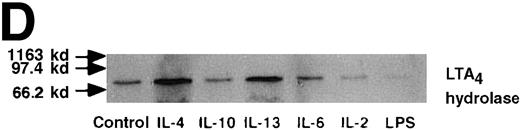 Fig. 7. Effect of IL-4, IL-10, IL-13, IL-6, IL-2, and LPS. / (A) Effect of IL-4, IL-10, IL-13, IL-6, IL-2, and LPS on A23187-stimulated production of LTB4. PMNs were incubated with IL-4 (10 ng/mL), IL-10 (100 ng/mL), IL-13 (100 ng/mL), IL-6 (100 ng/mL), IL-2 (10 ng/mL), or LPS (100 ng/mL) for 6 hours. A23187-stimulated LTB4 production was measured by RIA as described in “Materials and methods.” Data represent mean ± SEM (n = 4). *P < .05 versus control. (B) Effect of IL-4, IL-10, IL-13, IL-6, IL-2, and LPS on mRNA expression for LTA4 hydrolase. After PMNs were incubated with IL-4 (10 ng/mL), IL-10 (100 ng/mL), IL-13 (100 ng/mL), IL-6 (100 ng/mL), IL-2 (10 ng/mL), or LPS (100 ng/mL) for 6 hours, total RNA was isolated and RT-PCR for LTA4 hydrolase was performed as described in “Materials and methods.” (C) Northern blot analysis for LTA4 hydrolase. After PMNs were incubated with IL-4 (10 ng/mL), IL-10 (100 ng/mL), IL-13 (100 ng/mL), or LPS (100 ng/mL) for 6 hours, total RNA was isolated and Northern blot analysis for LTA4 hydrolase was performed as described in “Materials and methods.” The same membrane was rehybridized with a human beta-actin probe as a control. The positions of marker RNA are indicated by arrows. (D) Effect of IL-4, IL-10, IL-13, IL-6, IL-2, and LPS on protein expression of LTA4 hydrolase. PMNs were incubated with IL-4 (10 ng/mL), IL-10 (100 ng/mL), IL-13 (100 ng/mL), IL-6 (100 ng/mL), IL-2 (10 ng/mL), or LPS (100 ng/mL) for 6 hours. The cell lysates were prepared. Equal amount of protein (20 μg) were applied on 8% SDS-PAGE and electro-transferred onto nitrocellulose membrane. Western blot analysis was performed with anti-cPLA2, anti-5-LO, or anti-LTA4 hydrolase antibody as described in “Materials and methods.” The positions of molecular marker proteins are indicated by arrows. (E) Effect of IL-4, IL-10, IL-13, IL-6, IL-2, and LPS on LTA4 hydrolase activity. After PMNs were incubated with IL-4 (10 ng/mL), IL-10 (100 ng/mL), IL-13 (100 ng/mL), IL-6 (100 ng/mL), IL-2 (10 ng/mL), or LPS (100 ng/mL) for 6 hours, the cell lysates were prepared and incubated with LTA4 at 37°C for 5 minutes. The supernatant was recovered, and the concentration of LTB4 was measured by HPLC as described in “Materials and methods.” Data represent mean ± SEM (n = 4). *P < .05 versus control.