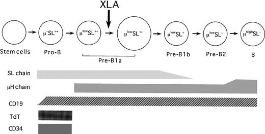 Fig. 5. Tentative model of the B-cell differentiation pathway in healthy human BM and the B-cell defect in XLA BM. / The arrow indicates the major blockage in XLA patients.