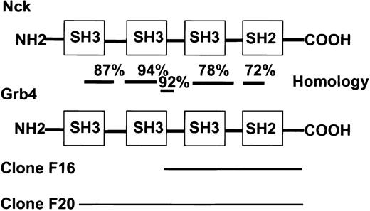 Fig. 1. Homology of Grb4 and Nck. / Two interacting clones of Grb4 were identified in the yeast screen: F16 (aa 154-380) and F20 (aa 32-380). Bars indicate the level of homology in different regions at the amino acid level.