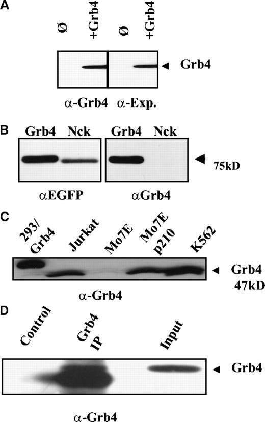 Fig. 2. Grb4 encodes for a 47-kd protein. / (A) We lysed 1 × 107 293 cells overexpressing Xpress-tagged Grb4 and performed an anti-Xpress immunoprecipitation. Bound proteins were resolved with the use of SDS-PAGE, and an anti-Grb4 Western blot was performed with the use of a polyclonal rabbit antiserum (left panel) or an anti-Xpress antibody (right panel). Blots were visualized by means of the ECL detection system. (B) N-terminal EYFP fusion constructs of Grb4 and Nck were transiently expressed in Cos7 cells. After 3 days, 1 × 107 cells were lysed and separated by SDS-PAGE and probed with an anti-EGFP antibody (Clontech) (left panel) and the anti-Grb4 serum (right panel). Bands were visualized by means of the ECL system. (C) Then, 1 × 107 293 (overexpressing Xpress-tagged Grb4), Jurkat, Mo7e, Mo7e expressing p210/Bcr-Abl, and K562 cells were lysed and resolved on SDS-PAGE, and Western blotting was performed with the Grb4 antibody. Native Grb4 migrated at 47 kd and is indicated by the arrow. Tagged Grb4 migrates slightly more slowly (lane 1). (D) Then, 2 × 107 293 cells overexpressing Grb4 were lysed, and an immunoprecipitation (Grb4 Ip) followed by immunoblotting was performed with the use of the rabbit polyclonal Grb4 antibody or a control rabbit antibody.