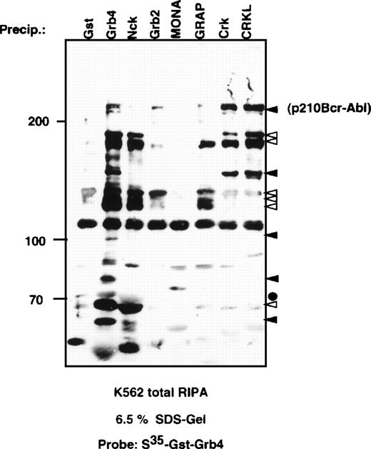 Fig. 3. Far Western analysis using metabolically labeled S35-GST-Grb4. / We precipitated 5 mg of K562 RIPA protein extract at 4°C overnight with 10 μg of GST or equimolar amounts of various GST fusion proteins as indicated. Bound proteins were resolved on SDS-PAGE before being blotted, blocked, and renatured at room temperature. The membrane was probed with S35-GST-Grb4 and analyzed by autoradiography. Solid arrows indicate proteins bound strongly by GST-Grb4 and either weakly or not at all by Gst-Nck; open arrows indicate proteins that bind both to Gst-Grb4 and to Nck but show marginally stronger binding to Grb4. The solid circle indicates GST-Nck.