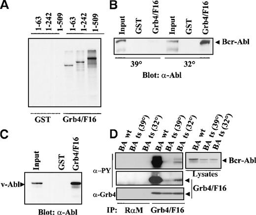 Fig. 4. Complex formation of Grb/F16 and Bcr-Abl. / (A) Grb4/F16 and Bcr-Abl form a complex in vitro. Bcr-Abl mutants with internal deletions of Bcr resulting in varying lengths of Bcr as indicated were in vitro translated and S35 labeled. We allowed 50 μL of the translation mix to autophosphorylate in vitro and then incubated it with 5 μg purified GST or GST-Grb4/F16. Bound fractions were separated by SDS-PAGE, and Bcr-Abl mutants were visualized by autoradiography. (B) The association of Grb4/F16 and Bcr-Abl is kinase-dependent. We transiently transfected 1 × 106 293 cells with a ts mutant of Bcr-Abl and grew these at either 32° (permissive temperature) or 39° C (restrictive temperature) for 8 hours before harvest. Cell lysates were incubated with 5 μg of GST or GST-Grb4/F16, and bound fractions were resolved on SDS-PAGE. Western blotting was performed with the anti-Abl antibody, 8E9. (C) Grb4/F16 binds to v-Abl. We transiently transfected 1 × 106 293 cells with v-Abl. Cells were harvested 48 hours after transfection, and lysates were incubated with 5 μg of GST or GST-Grb4/F16. Bound fractions were run out on SDS-PAGE. Western blotting was performed with the anti-Abl antibody 8E9. (D) Grb4/F16 and Bcr-Abl coimmunoprecipitate in vivo. In this experiment, 1 × 106 293 cells were co-transfected with either WT Bcr-Abl or the ts variant and Grb4/F16. Cells transfected with the ts mutant were shifted to the permissive temperature, 32°, or the restrictive temperature, 39°, for 8 hours before harvest. A coimmunoprecipitation experiment (IP) was performed on cell lysates with the use of an anti-Xpress antibody to detect tagged Grb4 (lanes 5-7) or a rabbit antimouse (RαM) antibody as control (lanes 1-4). Bound fractions were resolved on SDS-PAGE and immunoblotted with a phosphotyrosine antibody (δ-PY) (4G10) (upper 2 left panels), an anti-Xpress antibody to detect Grb4 (lowest left panel), or an anti-Abl antibody (8E9) (right panel).